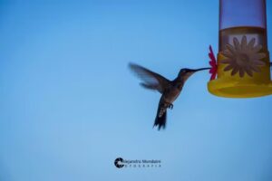 Alejandro Mondaini Fotografias