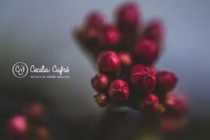 Cecilia Cufr&eacute; &ndash; Artista de Dise&ntilde;o Creativo