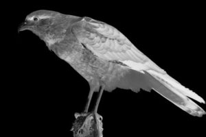 Chimango Films / Estudio Fotografico y Video profesional