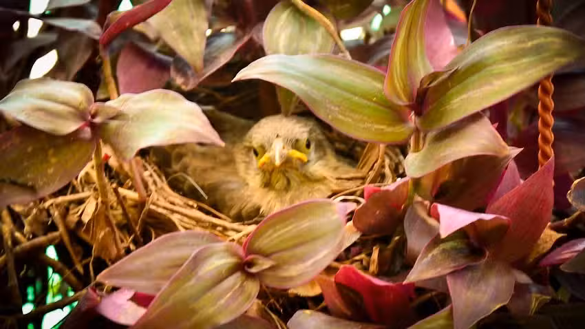 El Belga photography