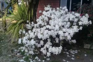 Fot&oacute;grafo Martinez