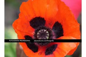 FOTOGRAFO PABLO QUEZADA