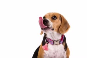 INIFOTOS Fotograf&iacute;a de Mascotas