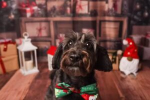 Karyfotoph Patitas y Familia