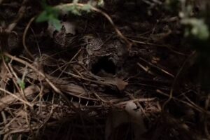 Maria Carolina Fotografia