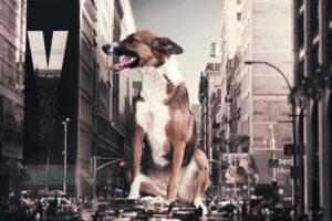 Matias Robolo Fotografia