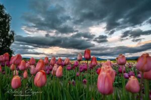 Roberto Campos fotografo