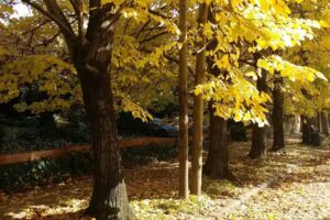 Solier 964 Casa Los Tilos