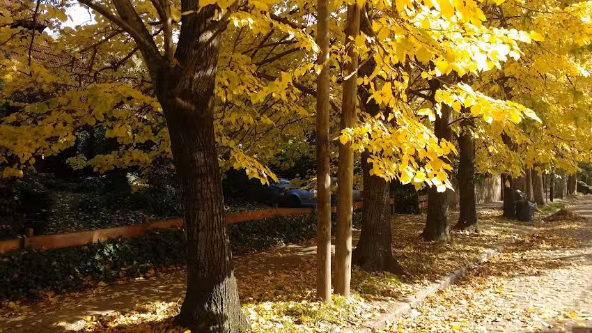 Solier 964 Casa Los Tilos