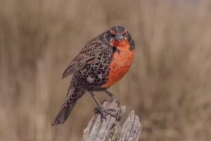 SON VISIONES &ndash; FacuFoco