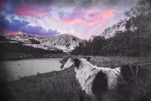 Togo Fotograf&iacute;a Animal