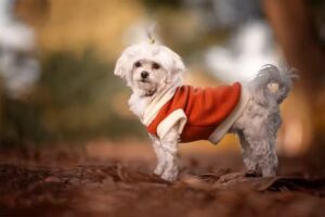 whisky fotograf&iacute;a de mascotas